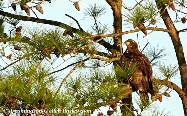 2 yo bald eagle glare