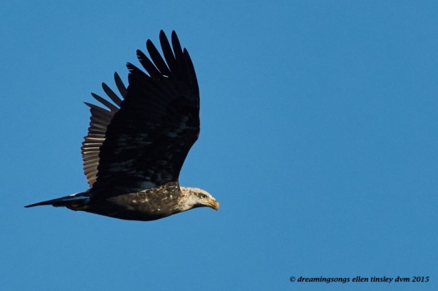 3 yo eagle calculating look