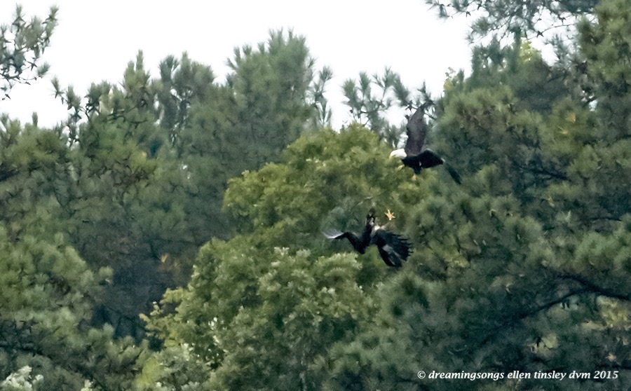 adult eagle chasing juvie 1