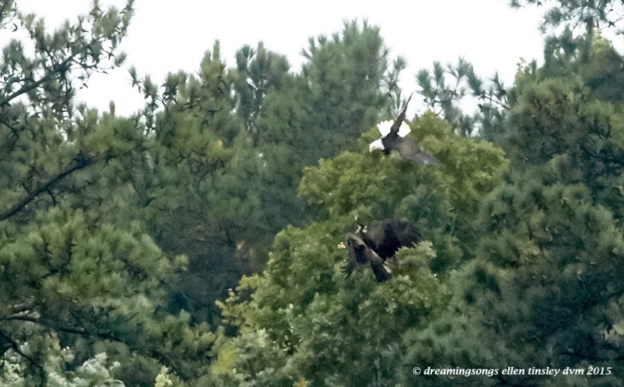 adult eagle chasing juvie 2