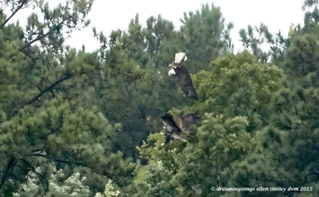 adult eagle chasing juvie 3