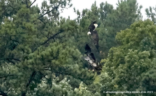 adult eagle chasing juvie 4