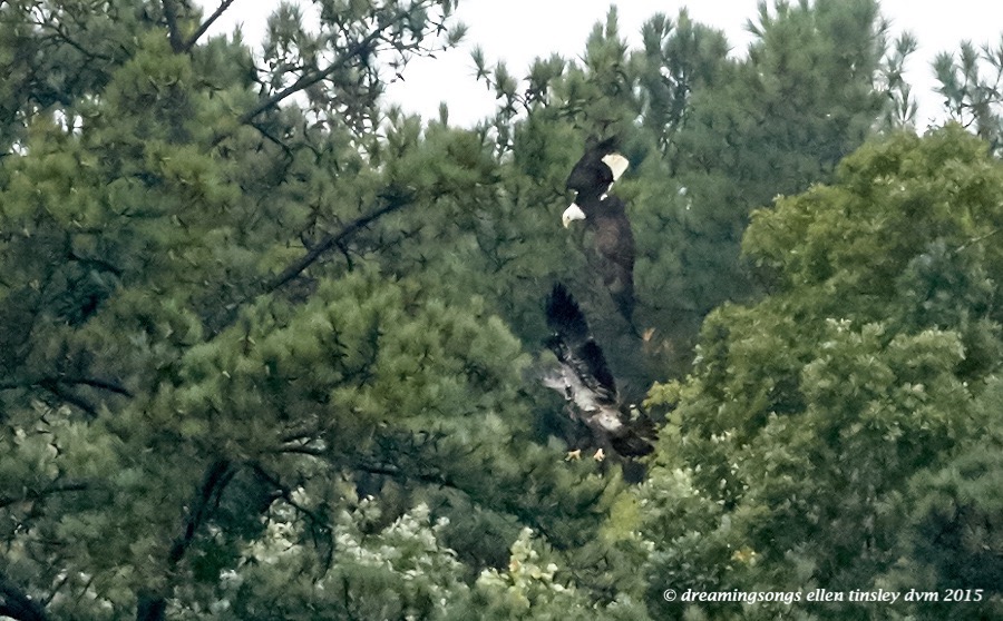 adult eagle chasing juvie 4