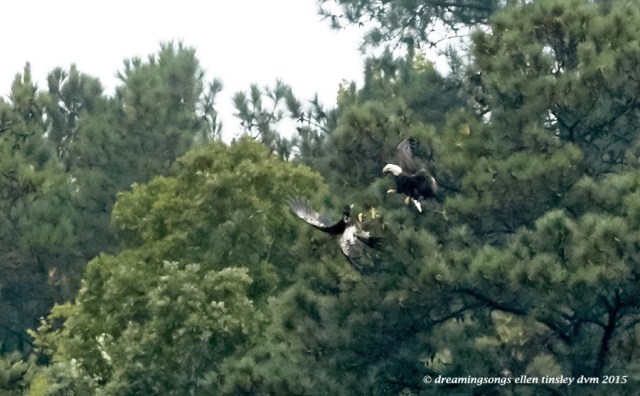 adult eagle chasing juvie