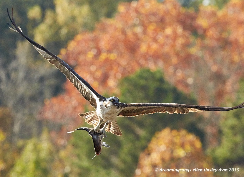 migratory osprey 1