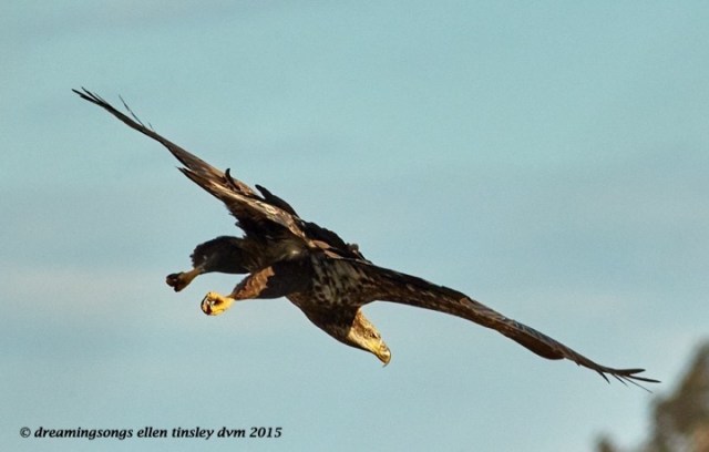 3 yo heading to water