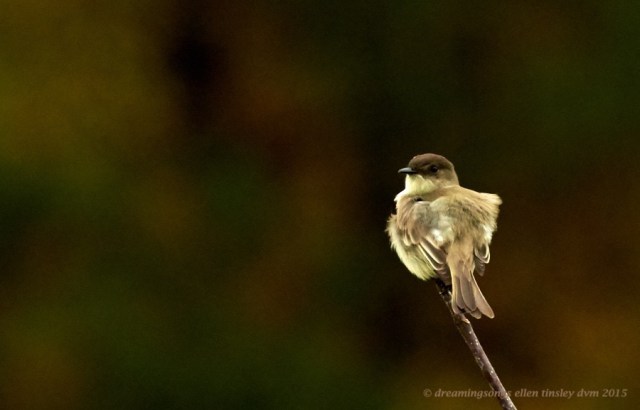 eastern phoebe
