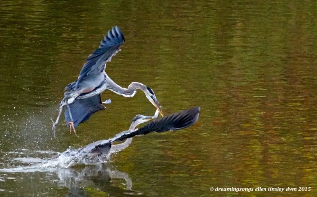 great blue heron fight