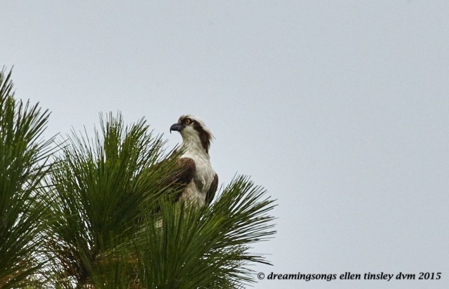 migrant osprey