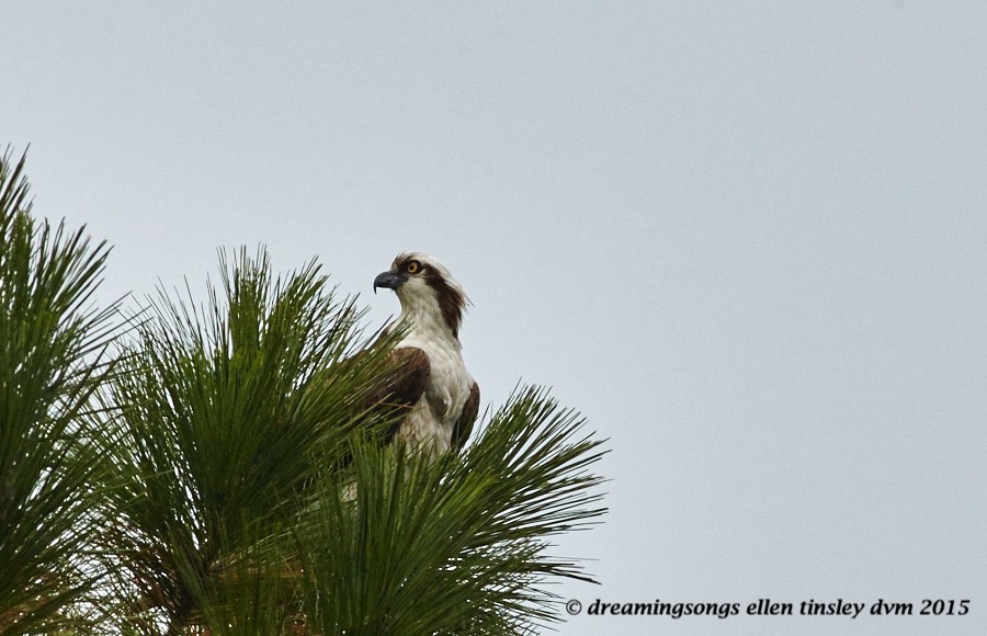migrant osprey