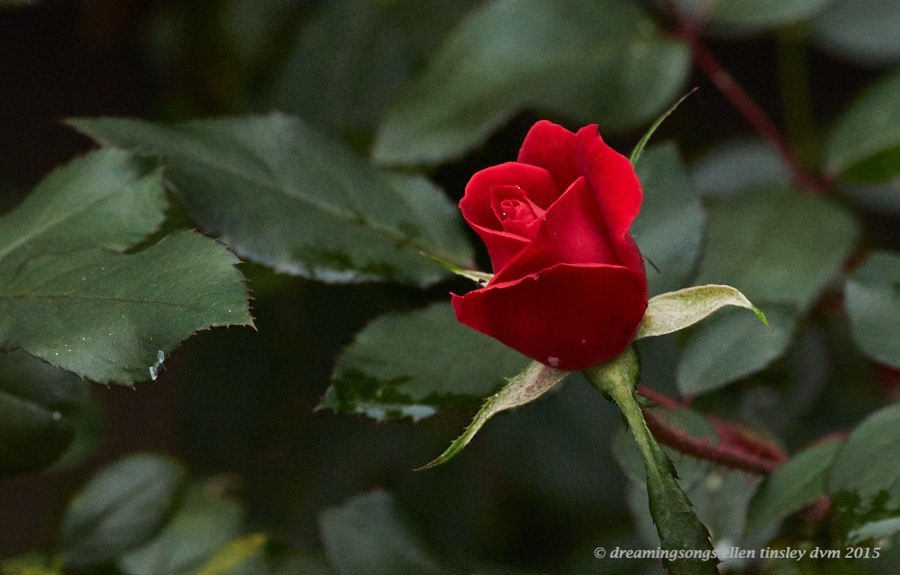rosser red rose 1