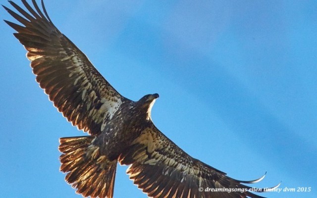 Thanksgiving juvie 2015