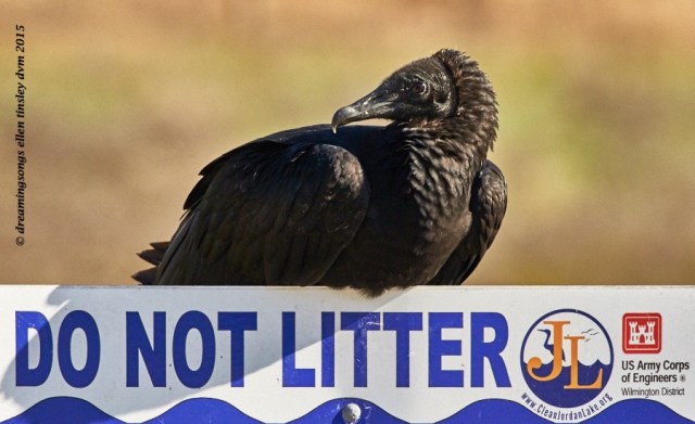 vulture litter sign