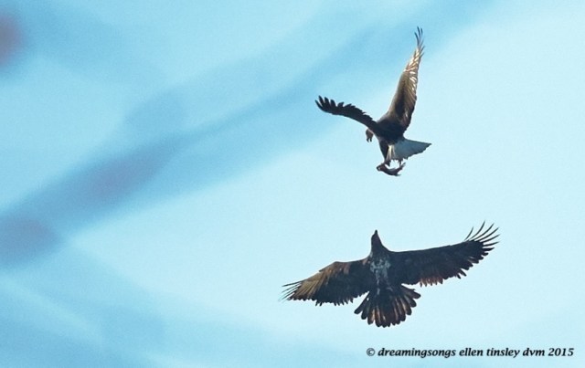 2 yo 4 yo fish fight