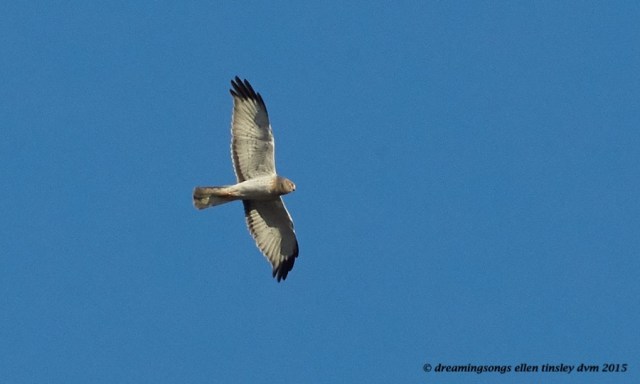 northern harrier male