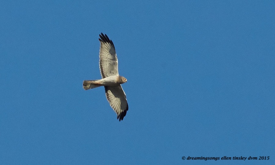 northern harrier male