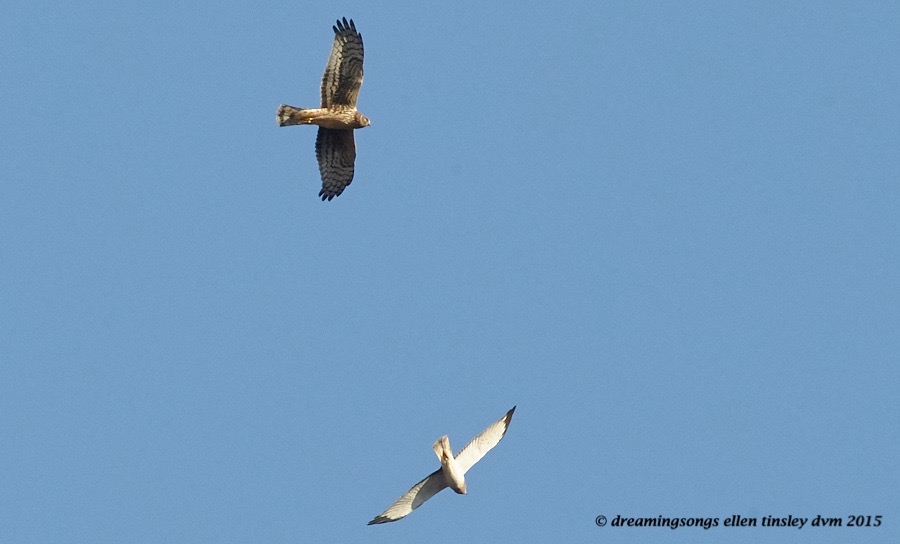 northern harrier pair
