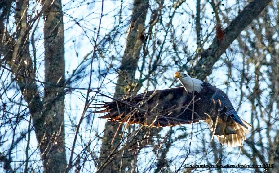 WALK6434 Dec 04 2015 @ 10-21-34 Haw River bald eagle w fish