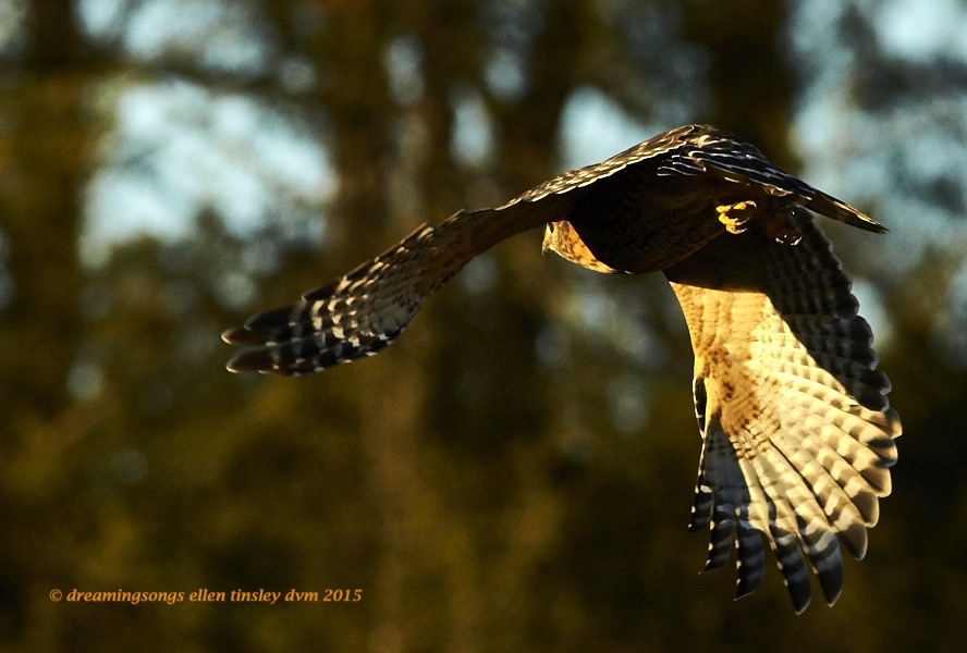 WALK8832 Dec 15 2015 @ 17-24-28 Arterred-shouldered hawk