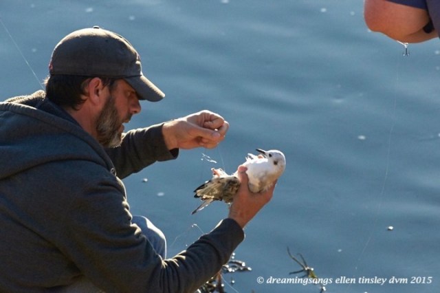 WALK9356 Dec 16 2015 @ 16-56-55 Haw RiverBonaparte's gull rescue