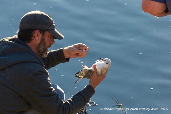 WALK9356 Dec 16 2015 @ 16-56-55 Haw RiverBonaparte's gull rescue
