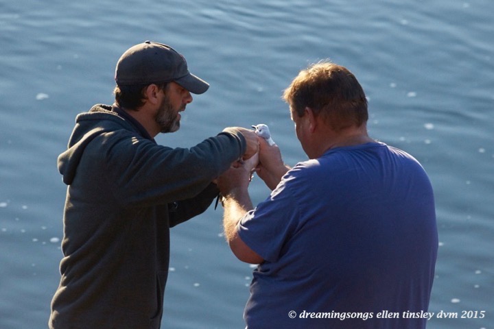 WALK9366 Dec 16 2015 @ 16-59-55 Haw RiverBonaparte's gull rescue