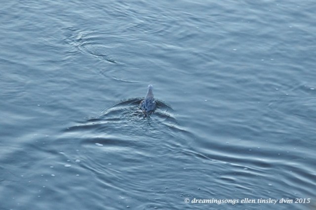 WALK9385 Dec 16 2015 @ 17-01-21 Haw RiverBonaparte's gull rescue