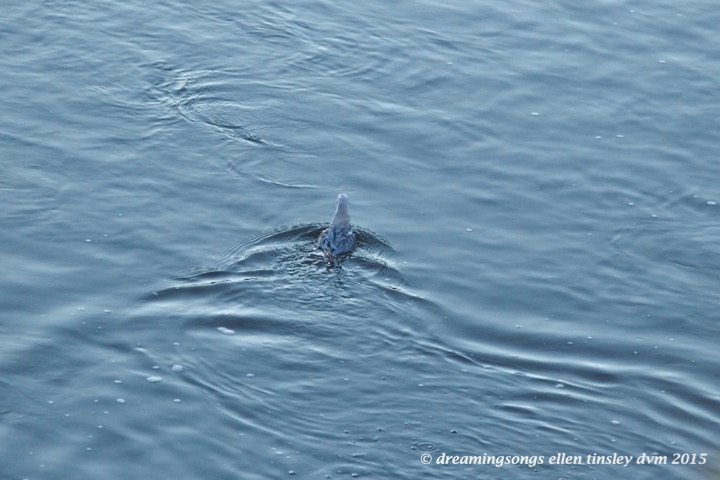 WALK9385 Dec 16 2015 @ 17-01-21 Haw RiverBonaparte's gull rescue