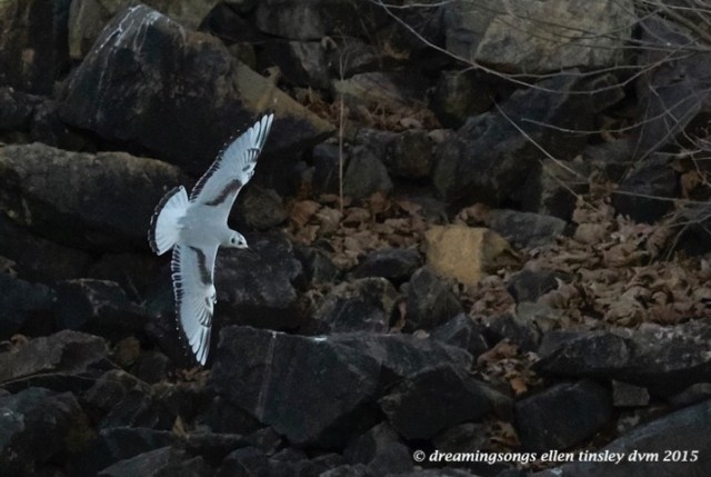 WALK9416 Dec 16 2015 @ 17-41-16 Haw RiverBonaparte's gull rescue