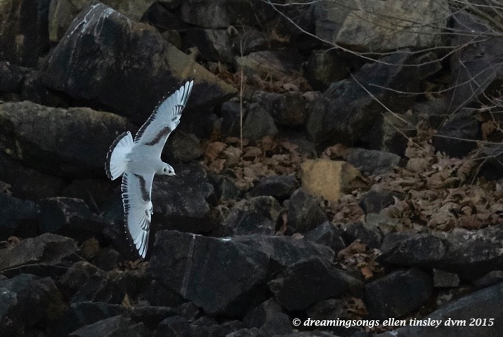 WALK9416 Dec 16 2015 @ 17-41-16 Haw RiverBonaparte's gull rescue