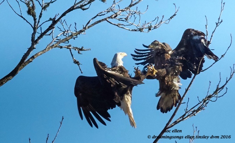 WALK1591 01-02-16 @ 15-56-27 Haw