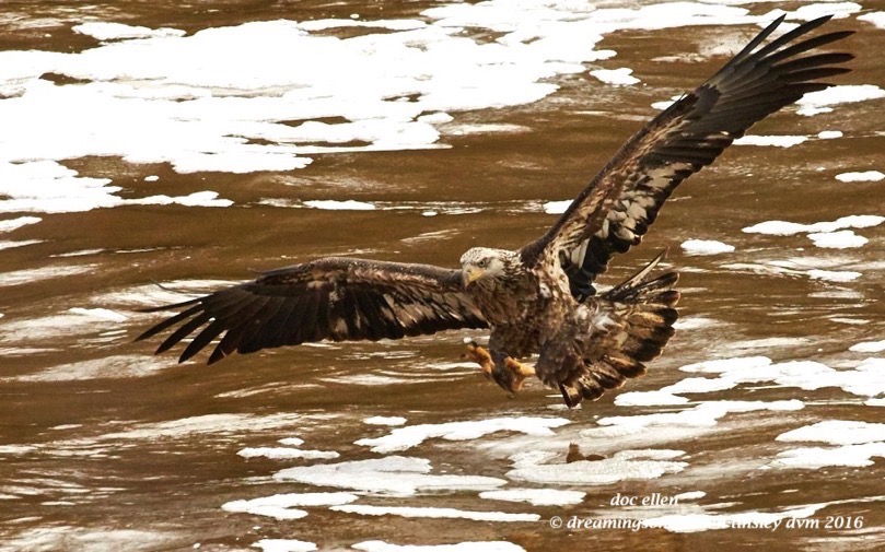 WALK2977 01-06-16 @ 13-07-19 Haw