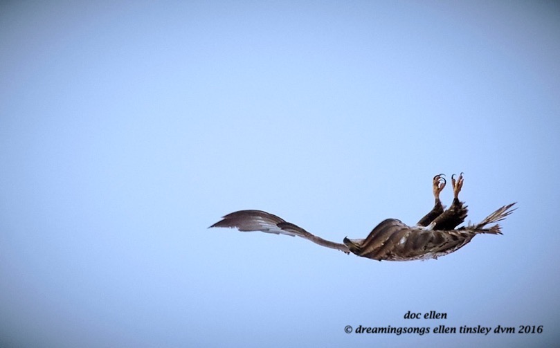 WALK4584 01-10-16 @ 09-46-25 Ebenezer 2 yo twirl