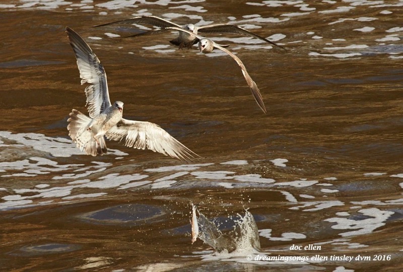 WALK5861 01-16-16 @ 15-16-46 Haw fish escape