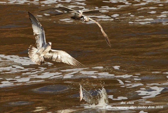 WALK5861 01-16-16 @ 15-16-46 Haw fish escape