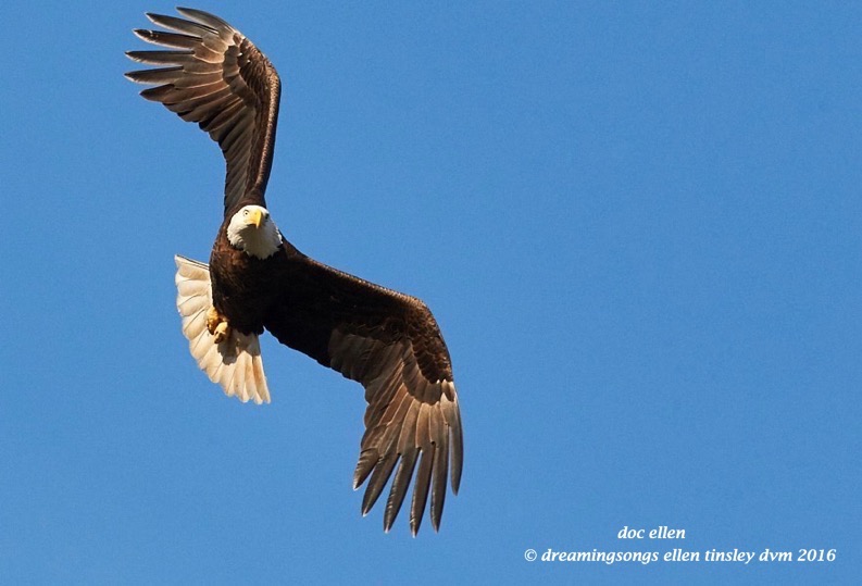 WALK6436 01-21-16 @ 16-38-11 Haw eagle reschedule