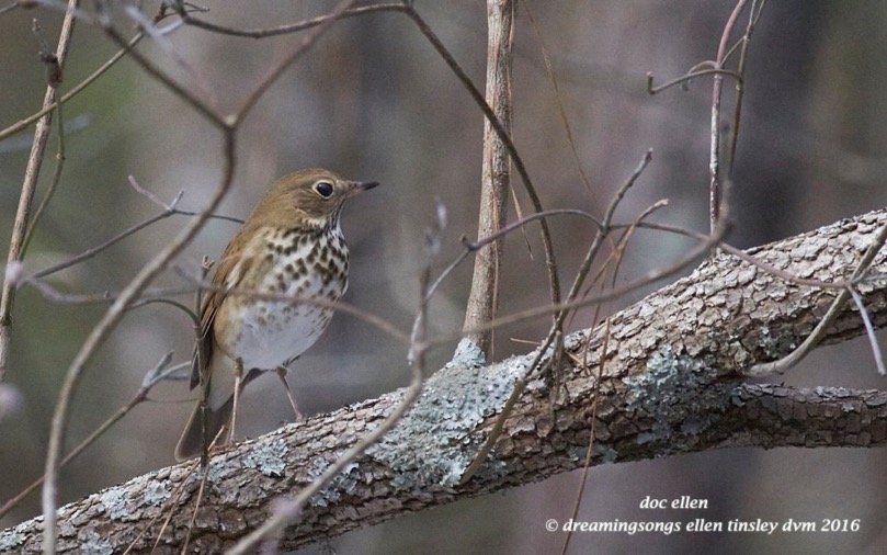 WALK6664 01-26-16 @ 15-10-16 Pea Ridge hermit thrush