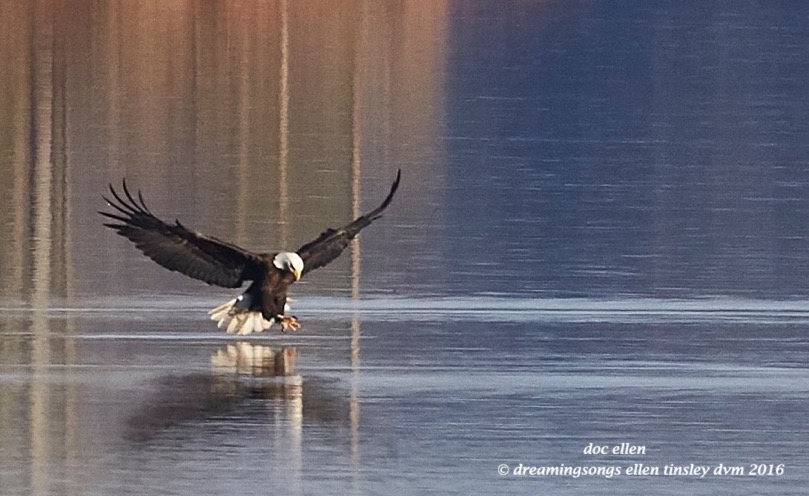 WALK7661 01-31-16 @ 09-28-15 New Hope Petruchio fishing