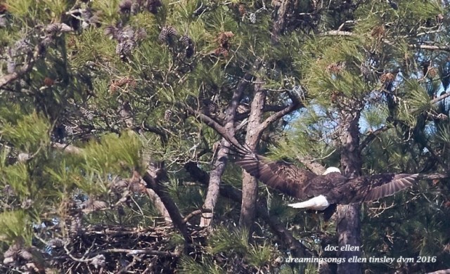 WALK0560 02-18-16 @ 10-39-11 New Hope Kate out of nest