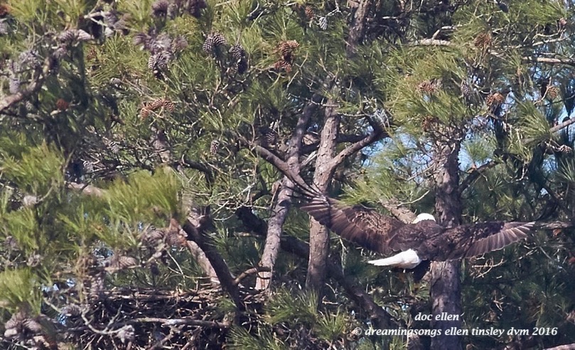 WALK0560 02-18-16 @ 10-39-11 New Hope Kate out of nest