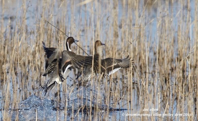 WALK1017 02-19-16 @ 09-53-33 Mattamuskeet pintail pair flight