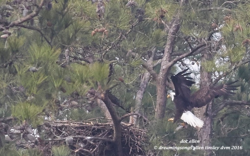 WALK2142 02-21-16 @ 11-00-53 New Hope Kate w fish