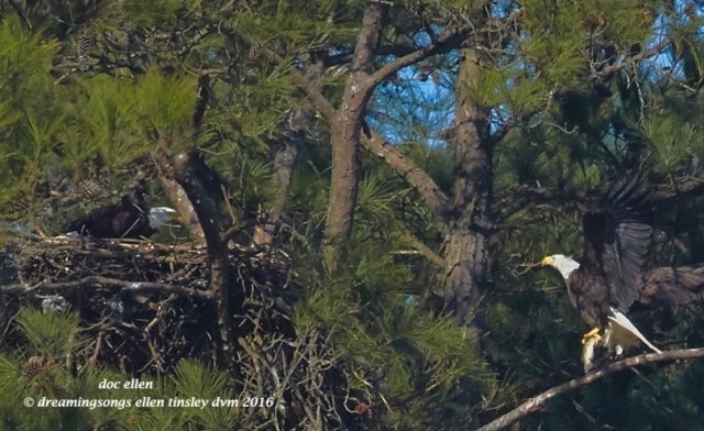 WALK4338 02-28-16 @ 10-39-07 New Hope Petruchio & kate i2i