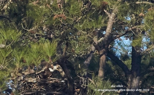 WALK7684 01-31-16 @ 09-32-03 New Hope Kate Petruchio