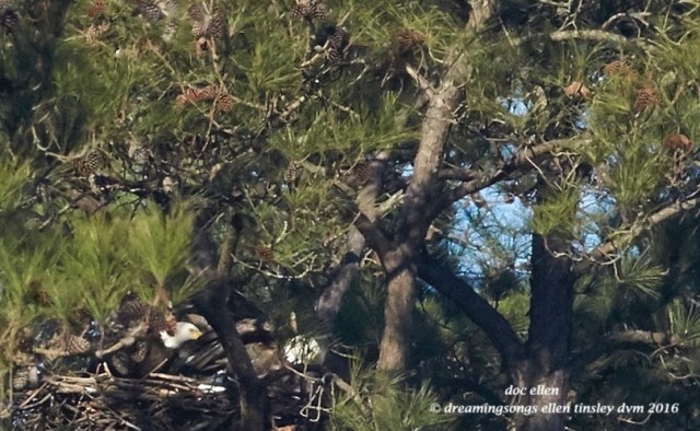 WALK7687 01-31-16 @ 09-32-07 New Hope Kate Petruchio