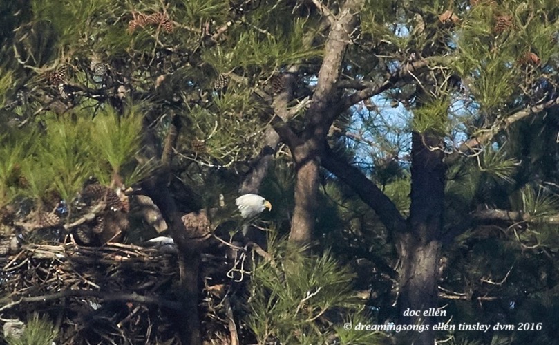 WALK7691 01-31-16 @ 09-32-11 New Hope Kate Petruchio