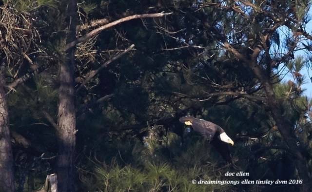 WALK7693 01-31-16 @ 09-32-20 New Hope Kate Petruchio