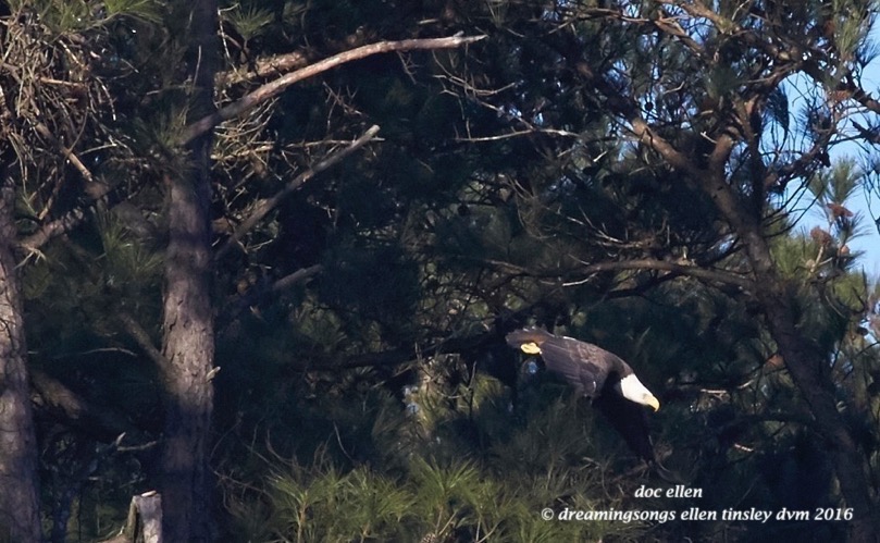 WALK7693 01-31-16 @ 09-32-20 New Hope Kate Petruchio