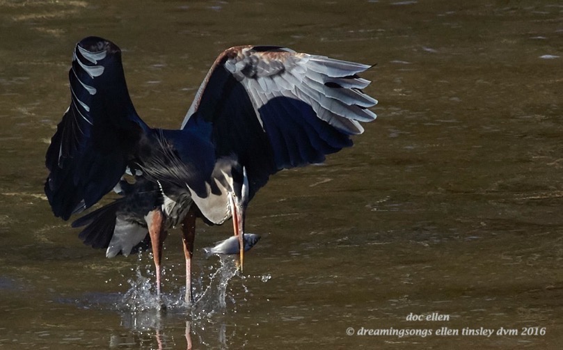 WALK8668 02-05-16 @ 16-52-49 Haw gbh fishing
