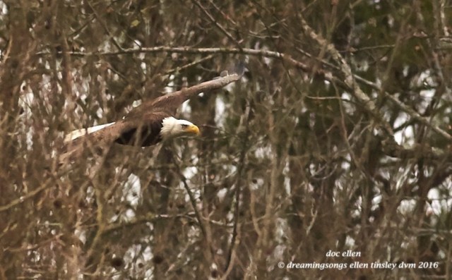 WALK9120 02-08-16 @ 16-14-53 Haw eagle thru woods